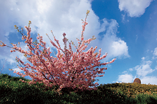 丘の上に咲く河津桜
