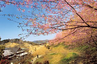 藤山公園の春